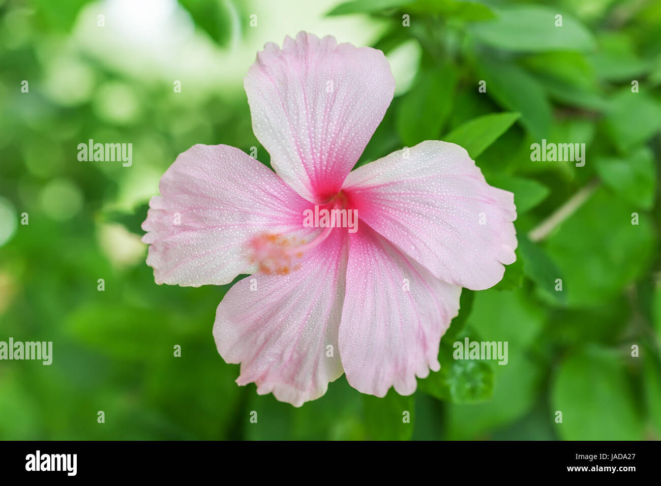 Rosa Hibiskus Blume auf grüne Bokeh Hintergrund Stockfoto