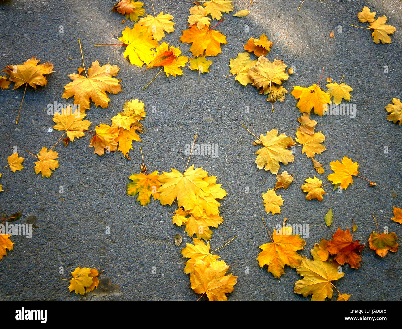 Herbst Herbst Stockfoto