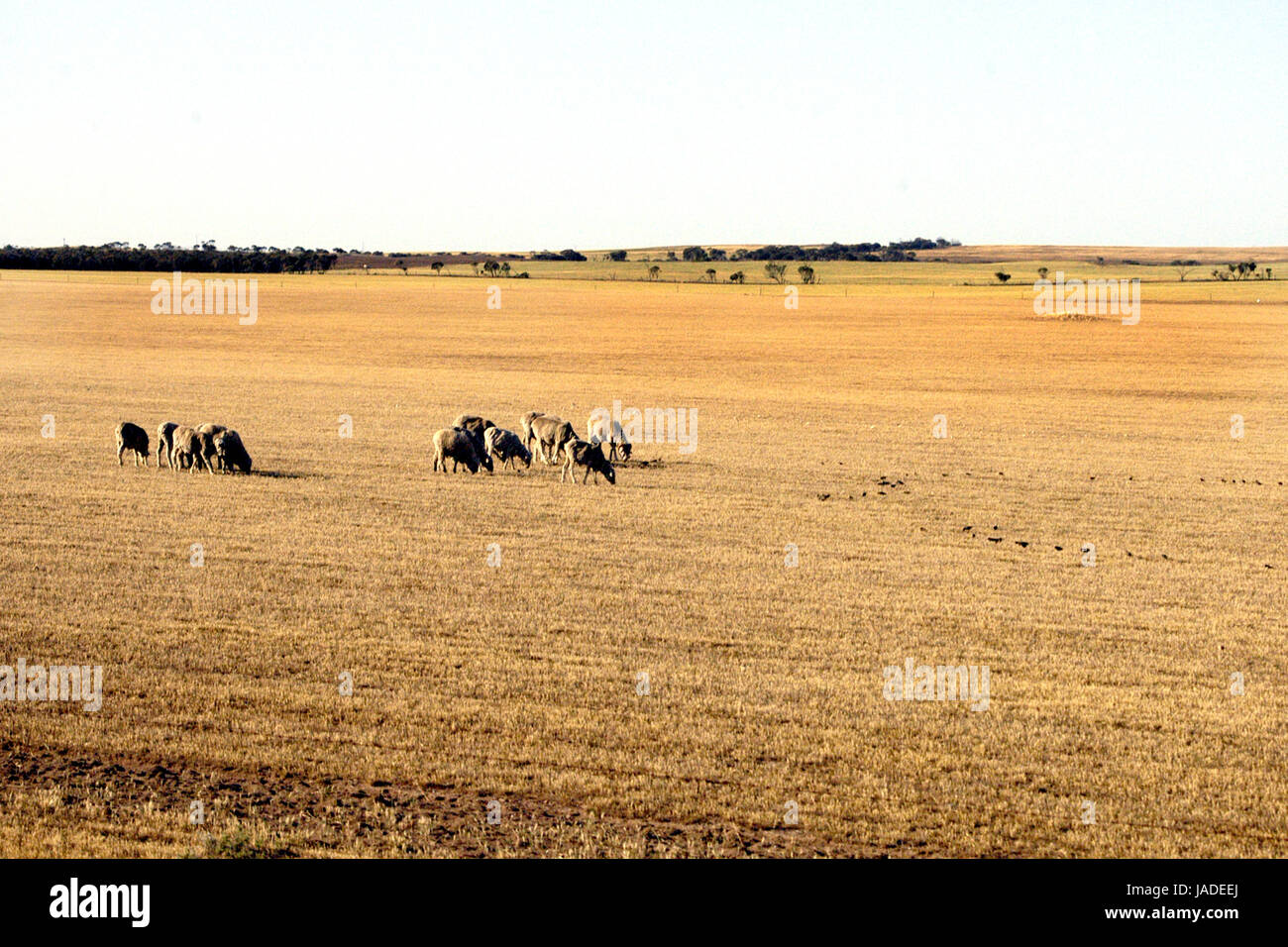 Herde von Schafen in Trockenheit, Outback South Australia. Stockfoto
