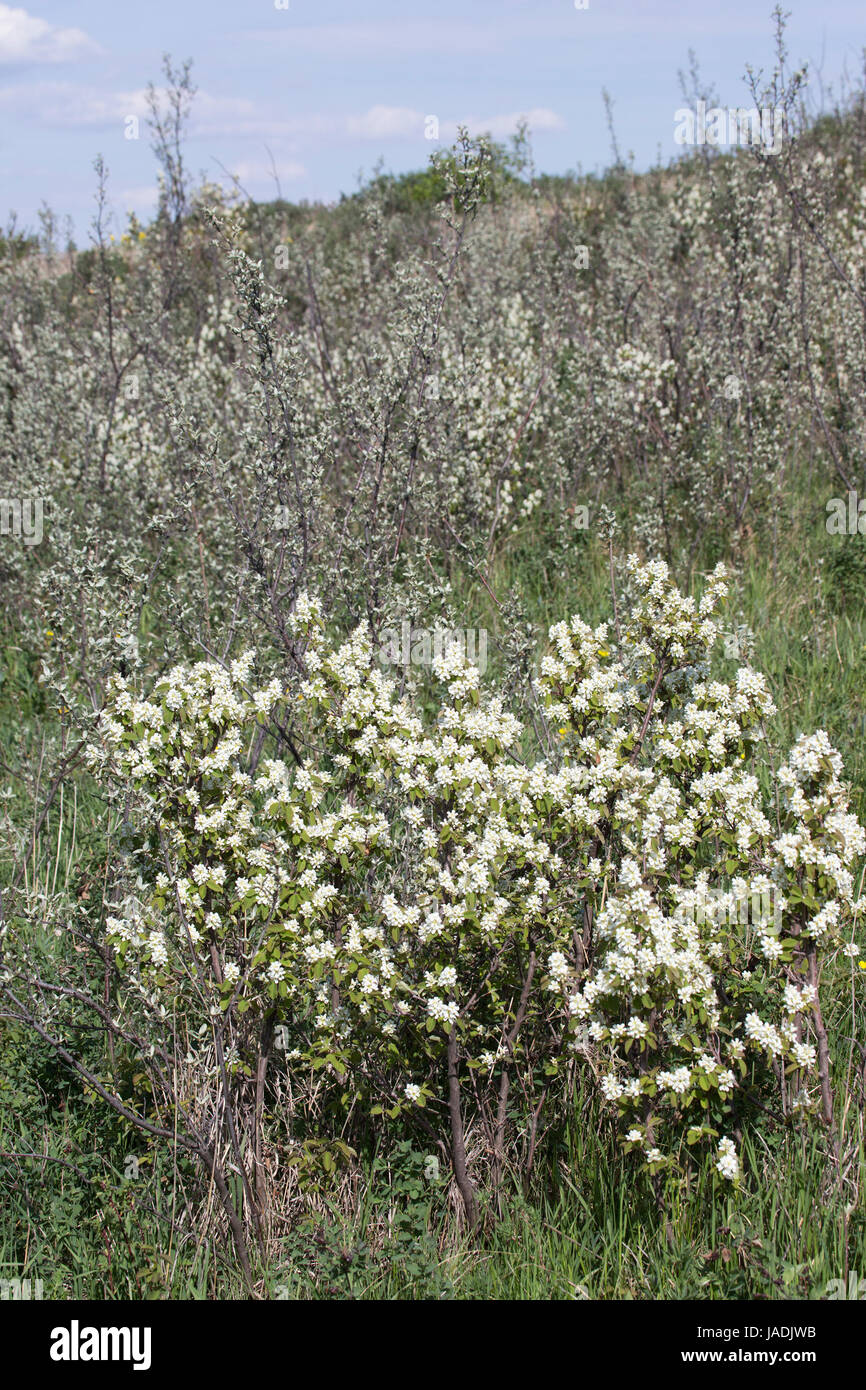Blühender Saskatoon-Beerenstrauch (Amelanchier alnifolia) in einem Prärietal, Saskatchewan, Kanada Stockfoto