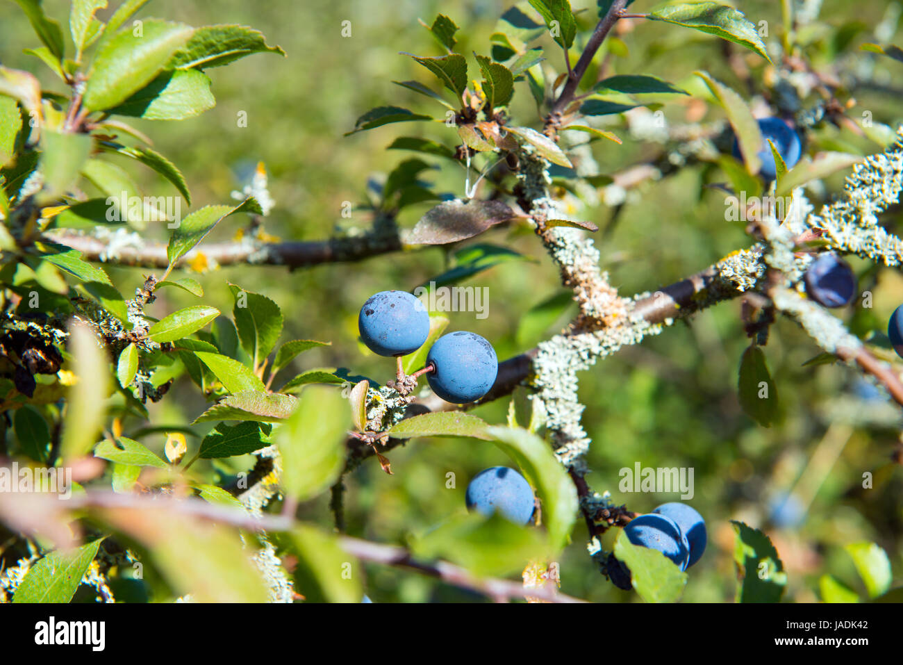 Blackthorn/Schlehen Stockfoto