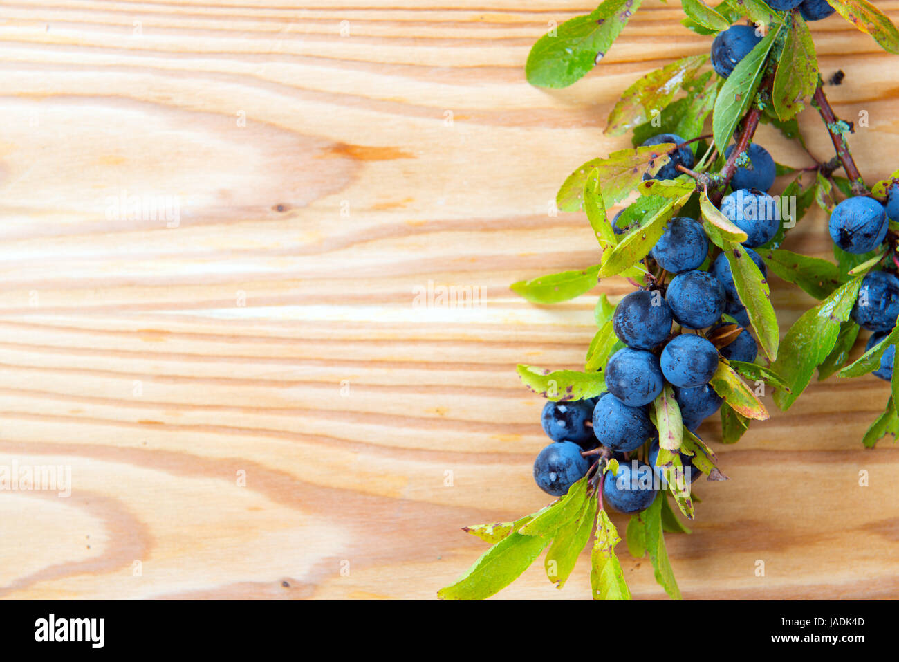 Blackthorn auf Holzbrett (schlehenzweig) Stockfoto