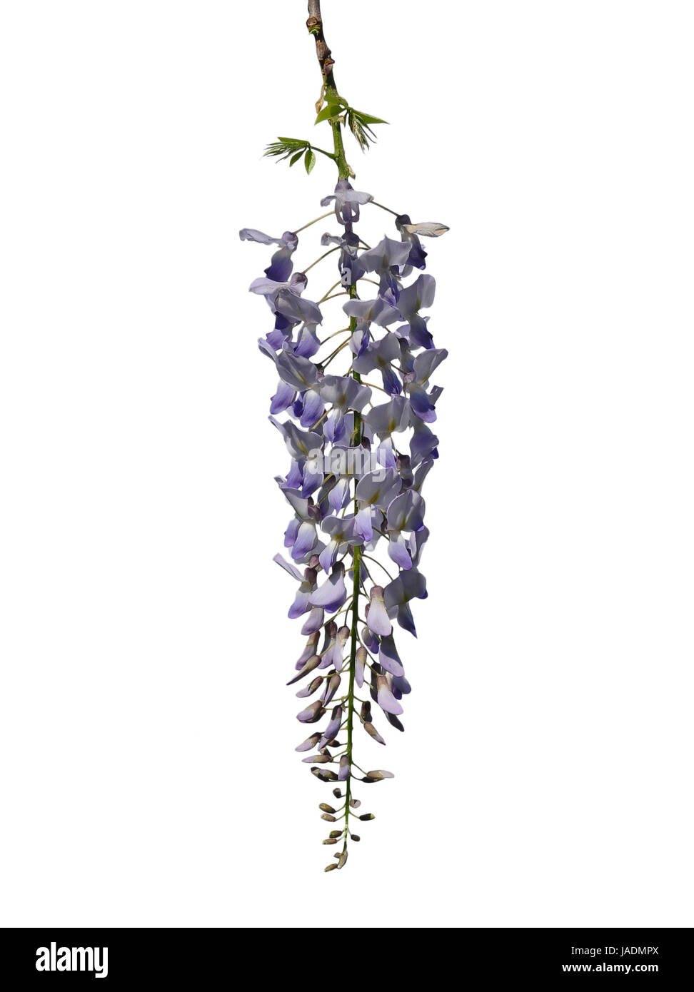 Chinesischer Blauregen (Wisteria Sinensis) Stockfoto