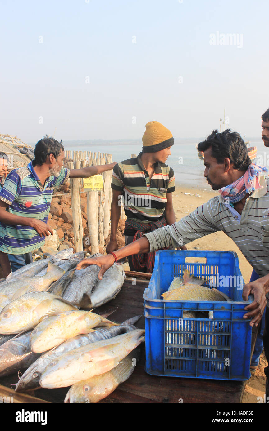 Digha, West-Bengalen in Indien am 7. Februar 2017 - Fischer sammeln Fische in die Küste Digha, Indien. Fischer arbeiten. Stockfoto