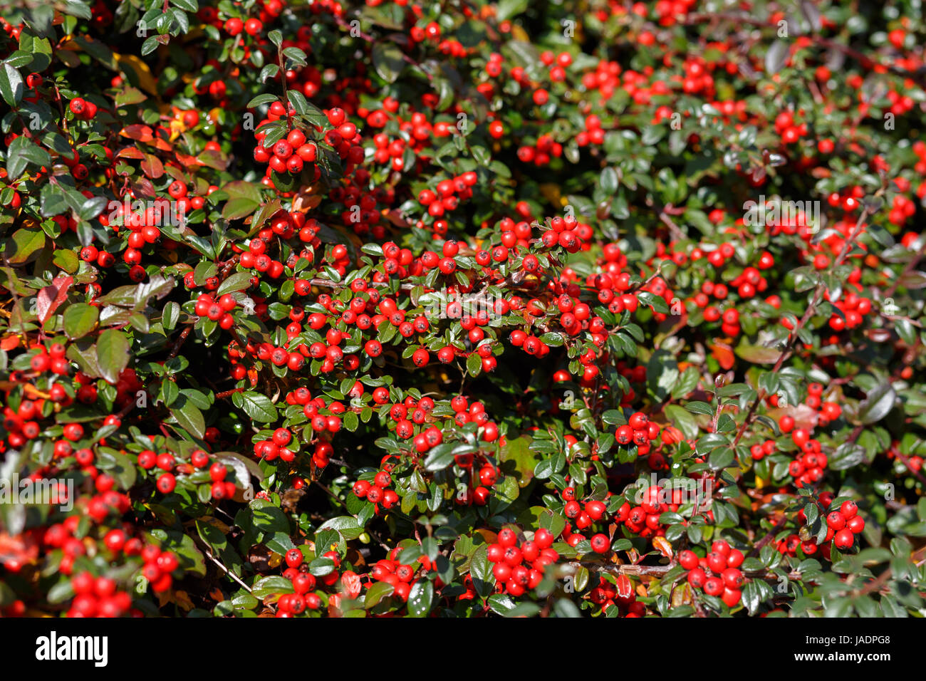 Herbst Natur Hintergrund mit roten Callunen Stockfoto