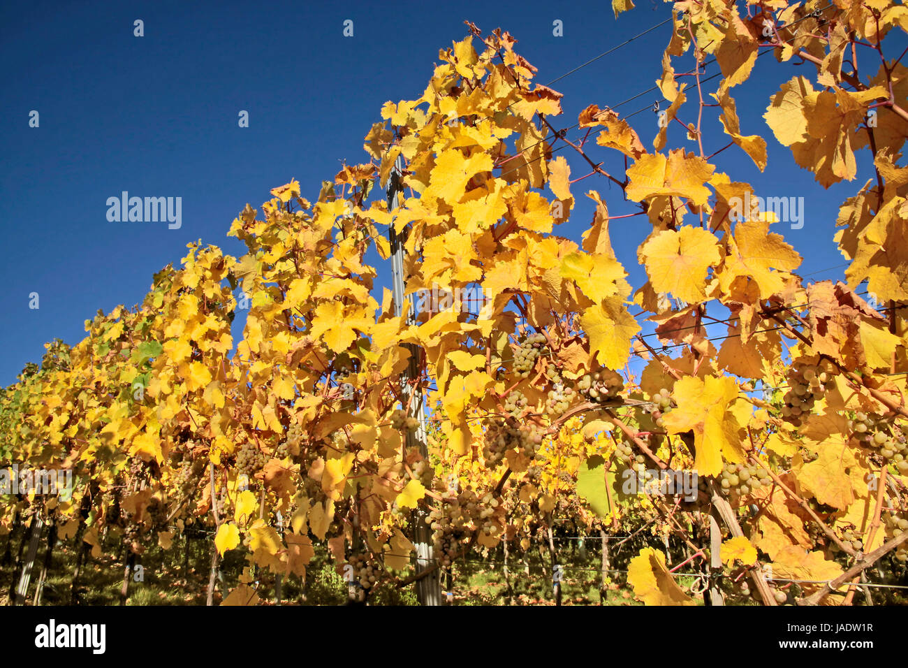 Weinberg Im Herbst Bei Kiedrich, Rheingau, Hessen, Deutschland Stockfoto