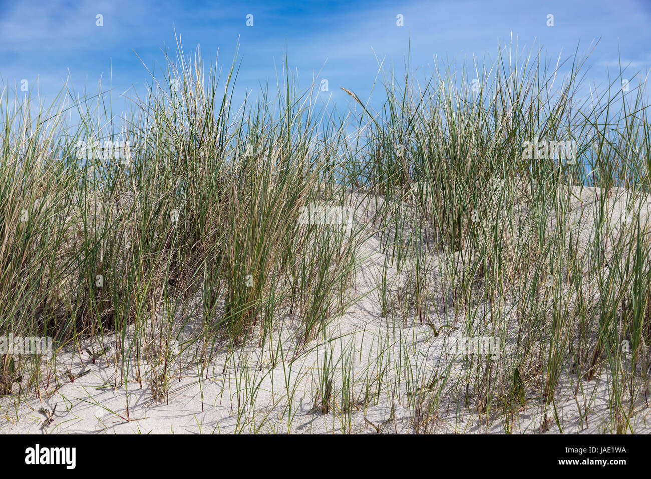 Dünengebieten Grass an Düne, deutsche Insel in der Nähe von Helgoland Stockfoto