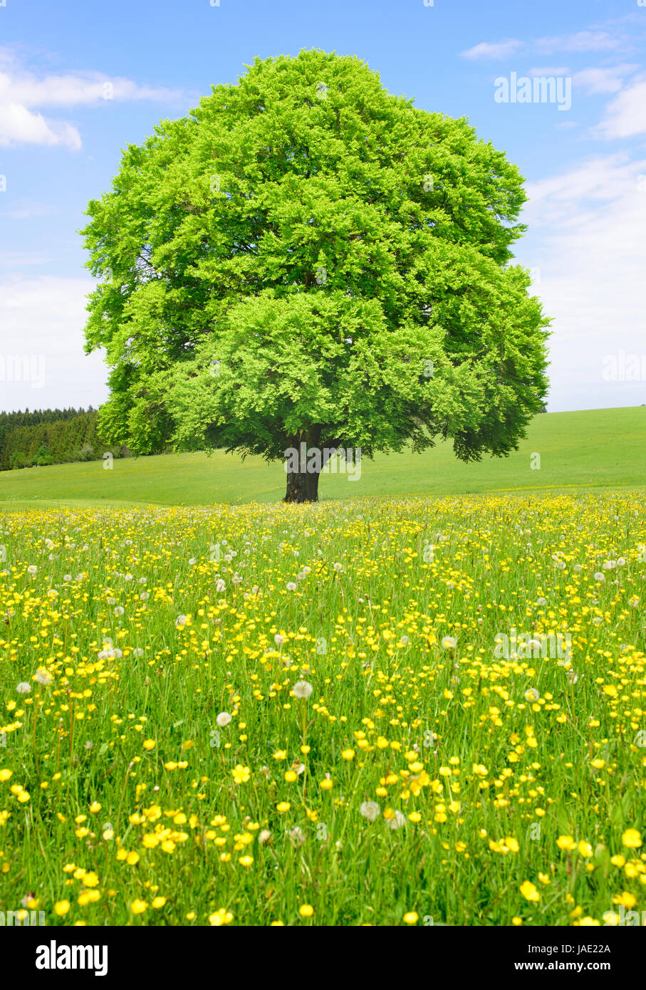 einzelne große alte Buche im Frühling Stockfoto