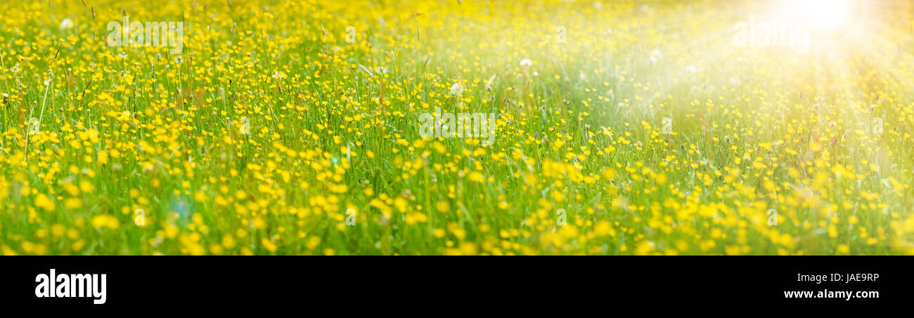 Panorama blühende Blumenwiese im Frühling mit Sonnenstrahlen Stockfoto