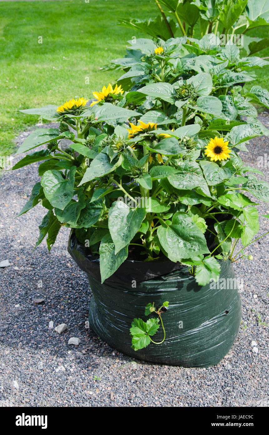 Sonnenblumen wachsen in einer Tasche unter Müll Stockfoto