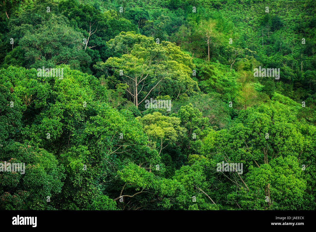 Grünen Regenwald Landschaftsansicht, Taman Negara, Malaysia. Stockfoto
