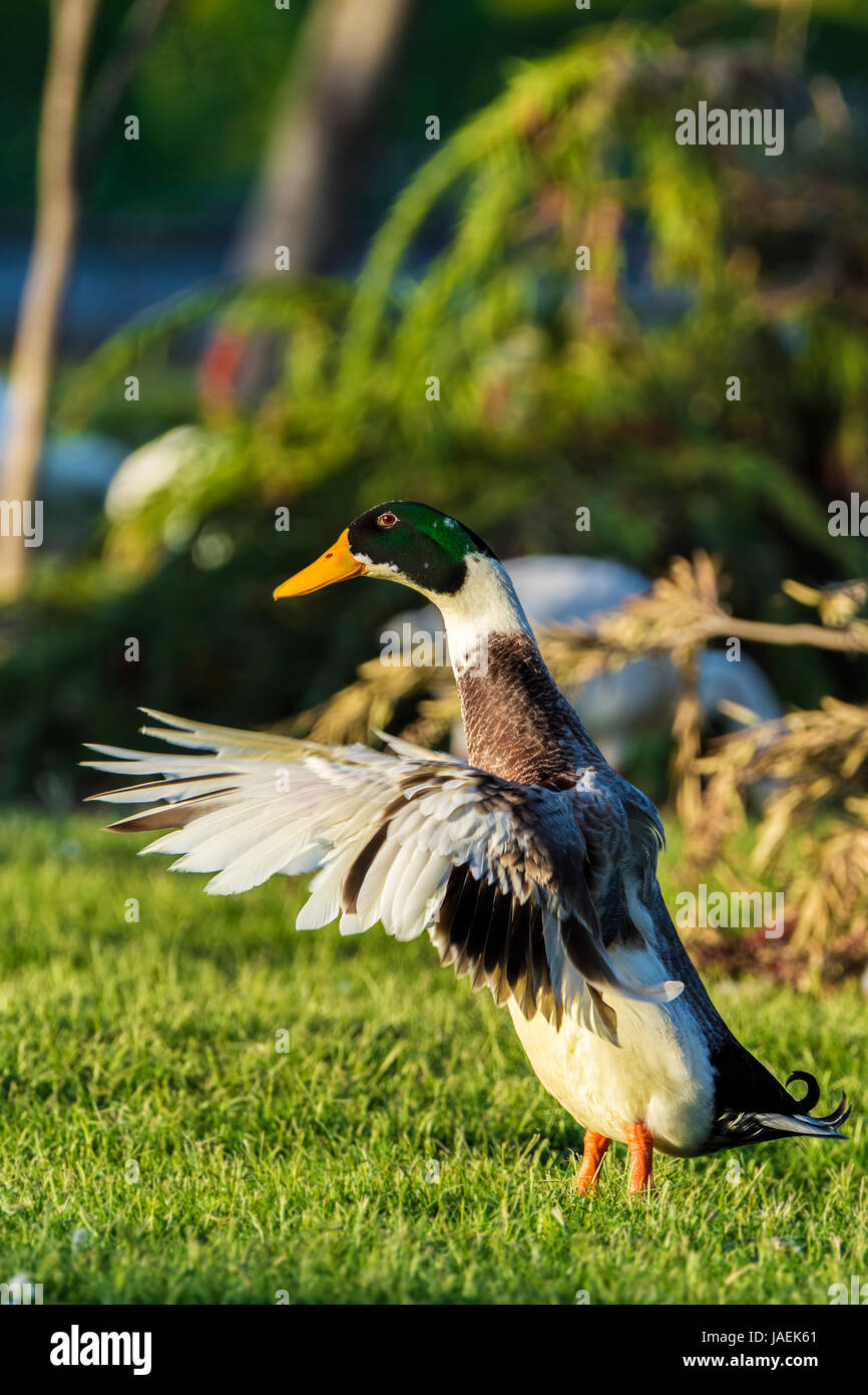Die Stockente oder wilde Ente (Anas Platyrhynchos) ist eine Dümpelfried-Ente, die überall in den gemäßigten und subtropischen Ländern züchtet. Diese Ente belon Stockfoto