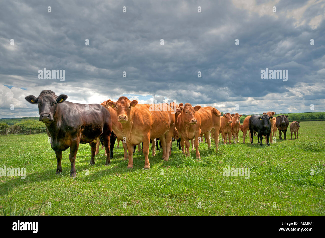 HDR-Bild von Limousin und Limousin cross Rinder in East Yorkshire. Stockfoto