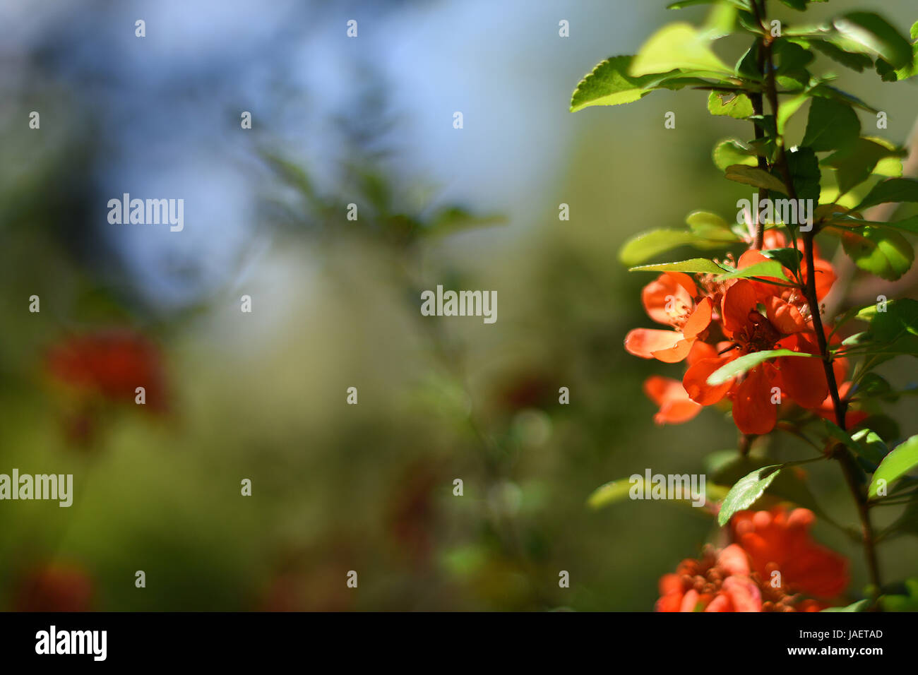 Roten Quitte Blumen auf einem unscharfen Hintergrund. Kleine Schärfentiefe bewirkt, dass das Bild bösartig werden. Aquarell, schräge Komposition. Cydonia oblonga Stockfoto