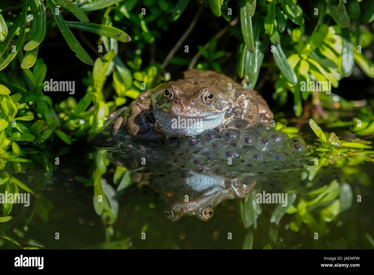 Gemeinsamen Frosch (Rana Tempraria) Frösche laichen Stockfoto