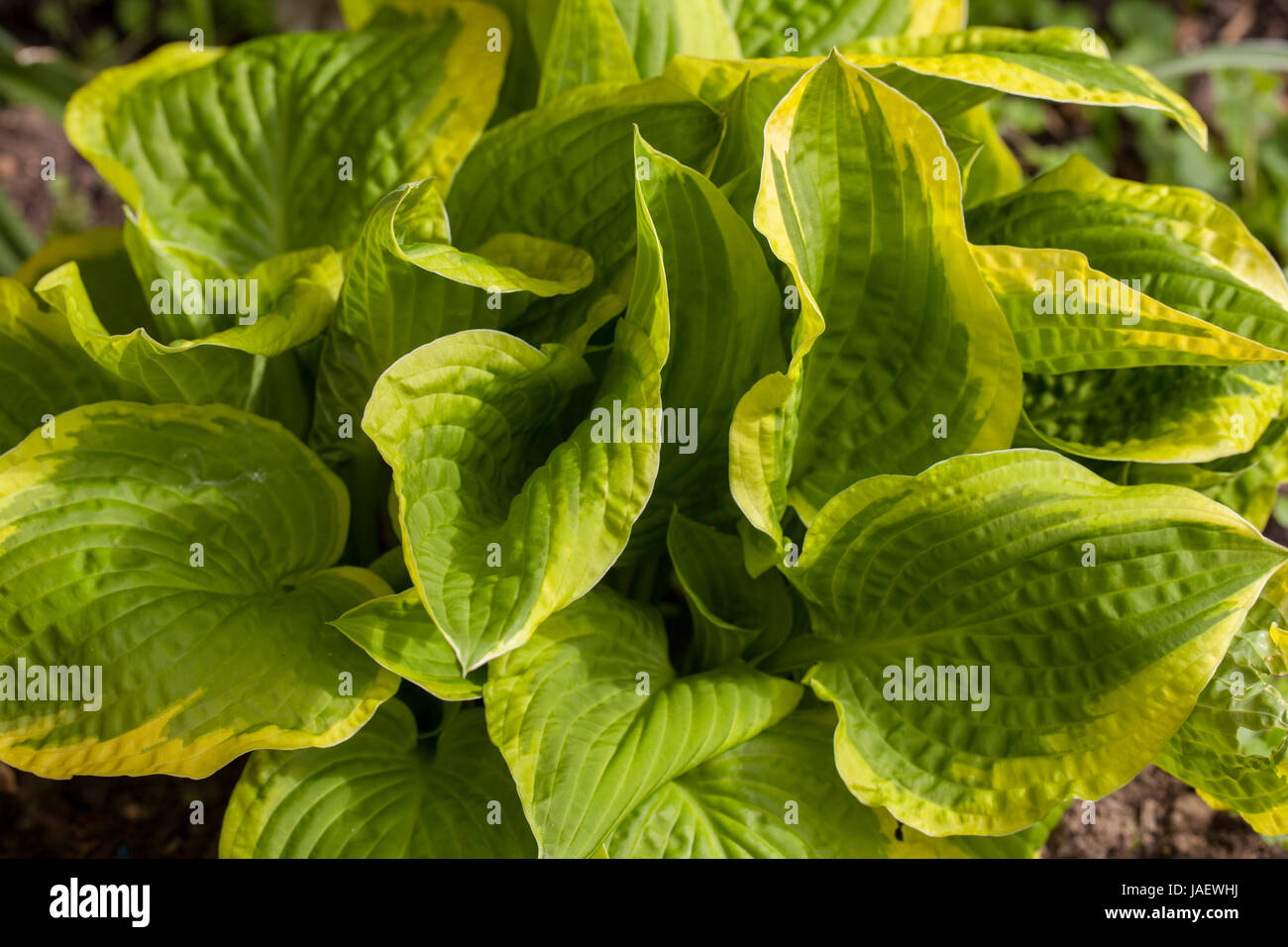Hosta bunt grün, gelb Stockfoto