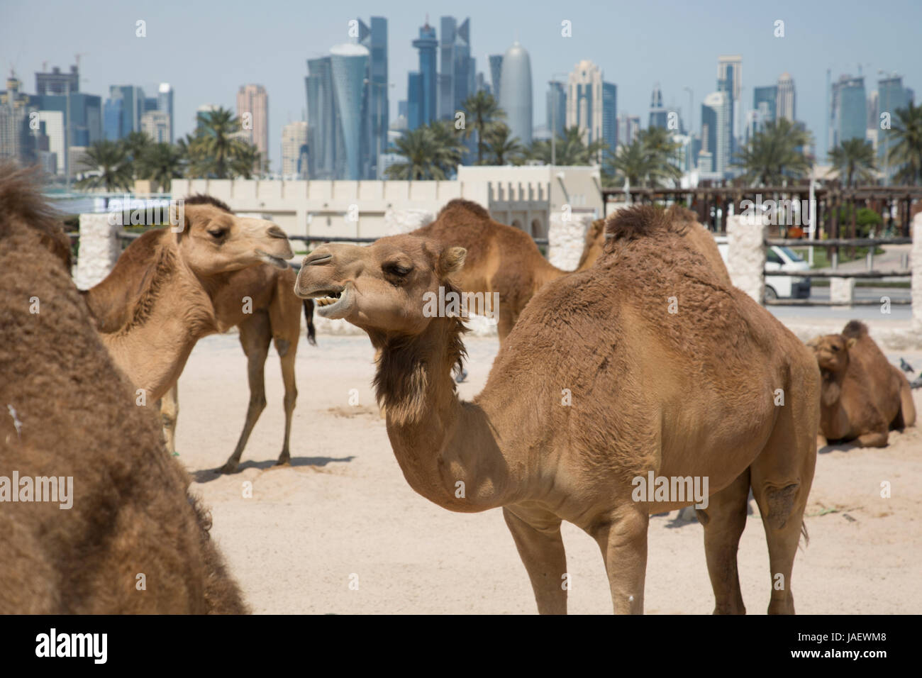 Kamele in der Emir Kamel Stift in zentralen Doha, Katar Stockfoto