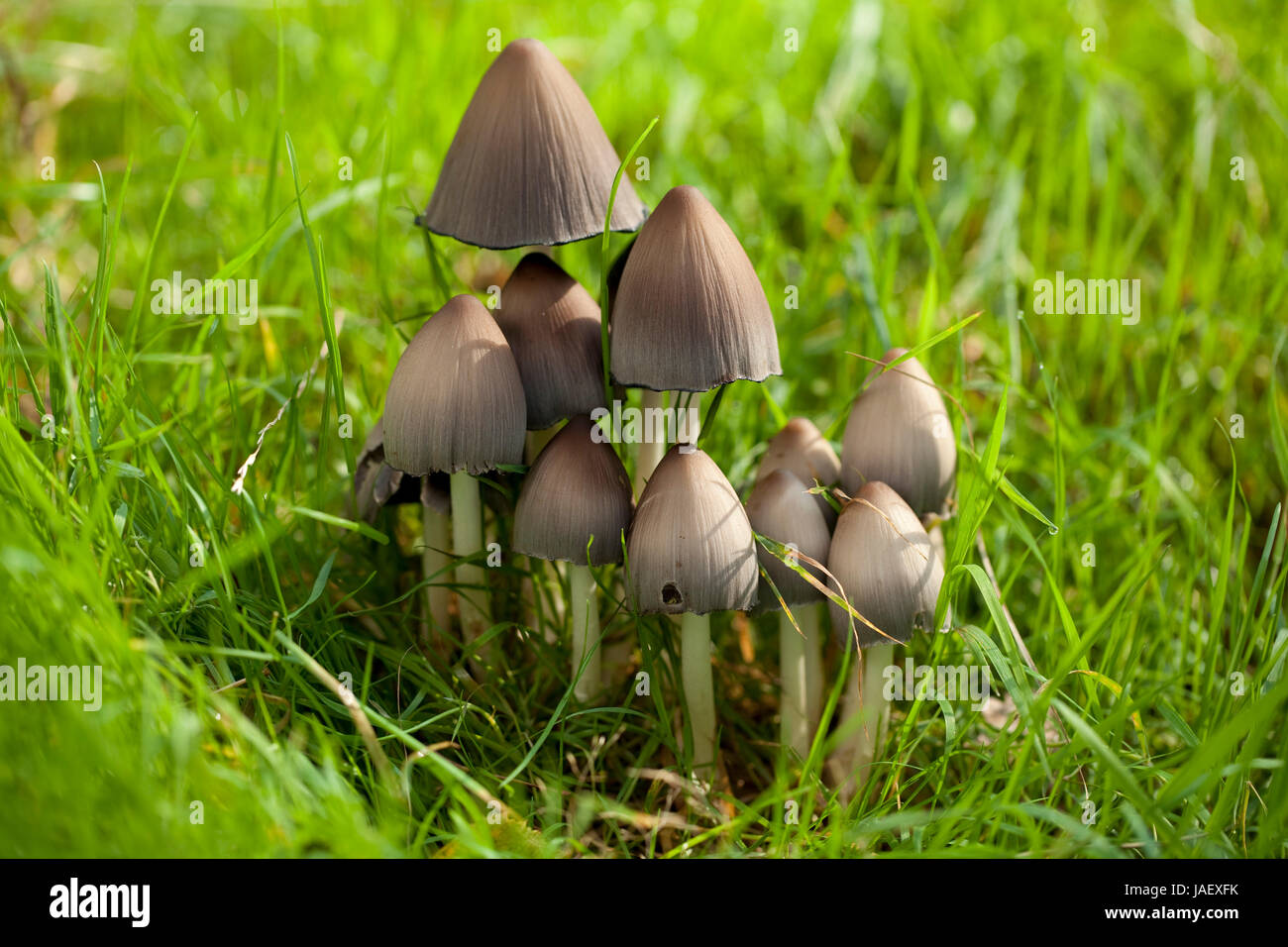 Speisepilze (Coprinus Atramentarius) auf dem Rasen Stockfoto