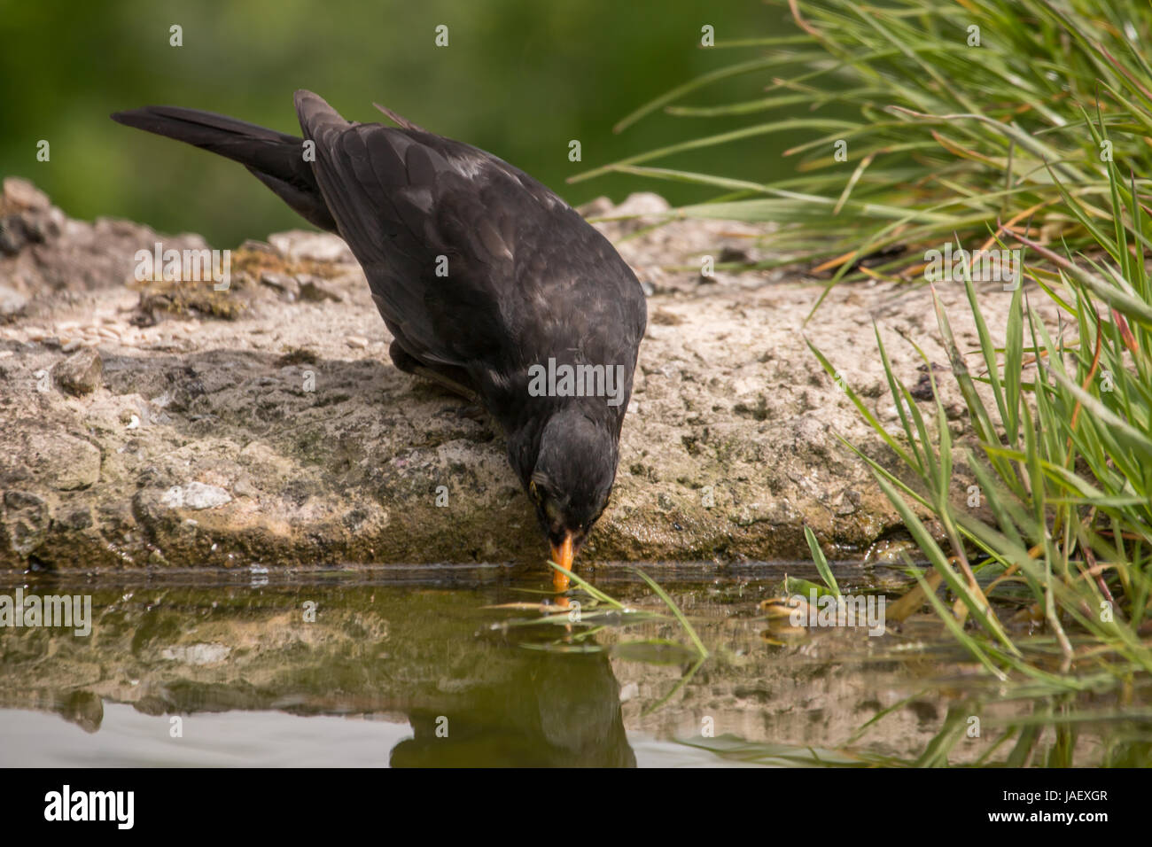 Männliche Amsel trinken an einem pool Stockfoto