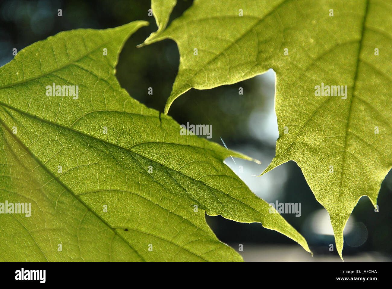 Eine Nahaufnahme der Fotografie von zwei grüne Blätter Spitz-Ahorn Stockfoto