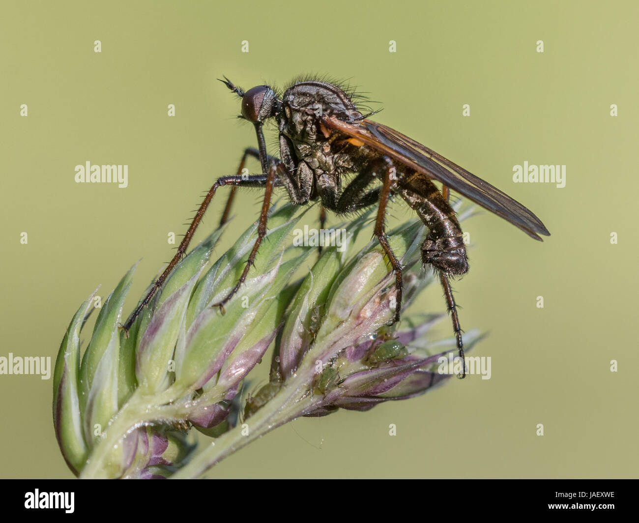 Robber Fly (Assassin Fliege) auf Rasen Stamm, Beute, mit glatten grünen Hintergrund warten Stockfoto