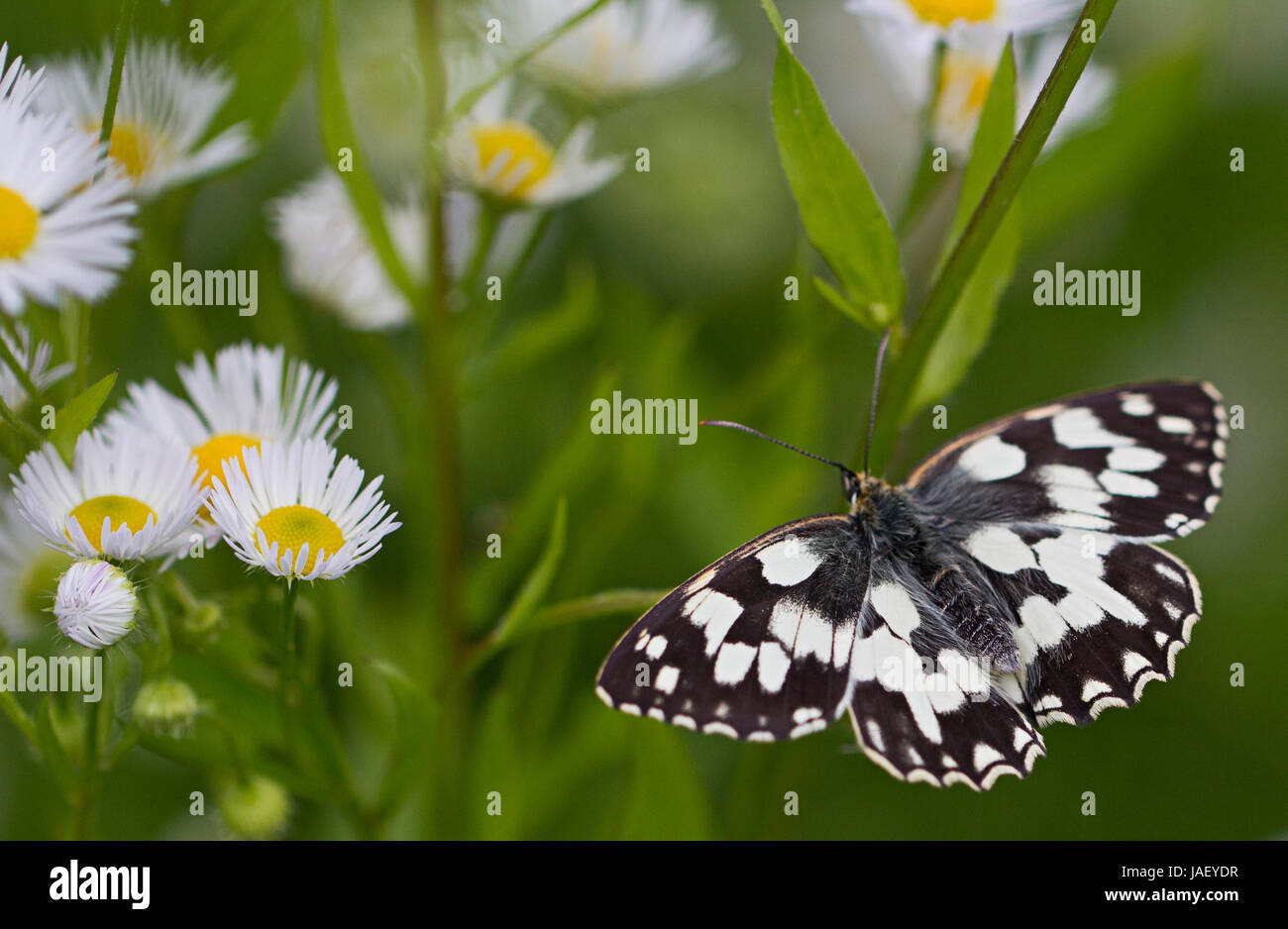 Schachbrettfalter Schmetterling auf Erigeron Daisy Stockfoto