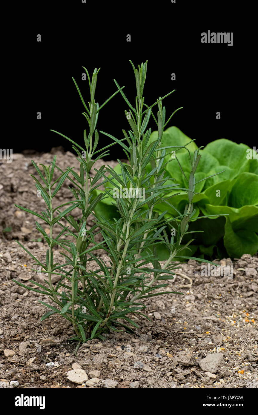 Rosmarinus Officinalis, Rosmarin, umgangsprachlich ist ein holzig, mehrjährige Kraut mit duftenden, immergrüne, nadelförmigen Blättern. Stockfoto