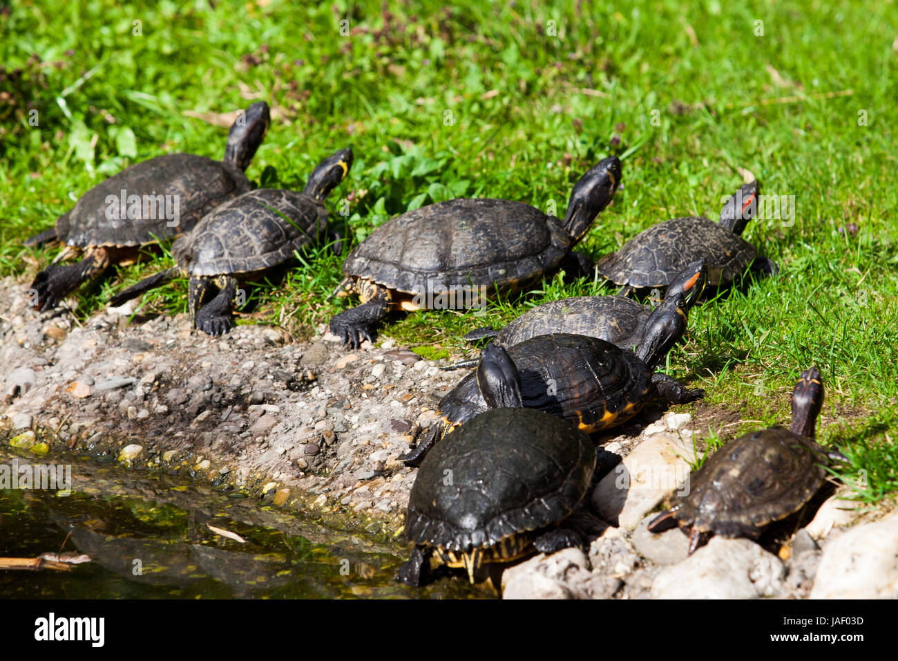 Schildkröten Sonnen. Schildkröten machen Sonnenbaden Stockfoto