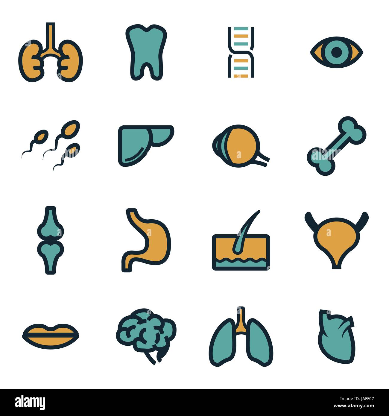 Vektor-flache Anatomie-Icons set auf weißem Hintergrund Stock Vektor