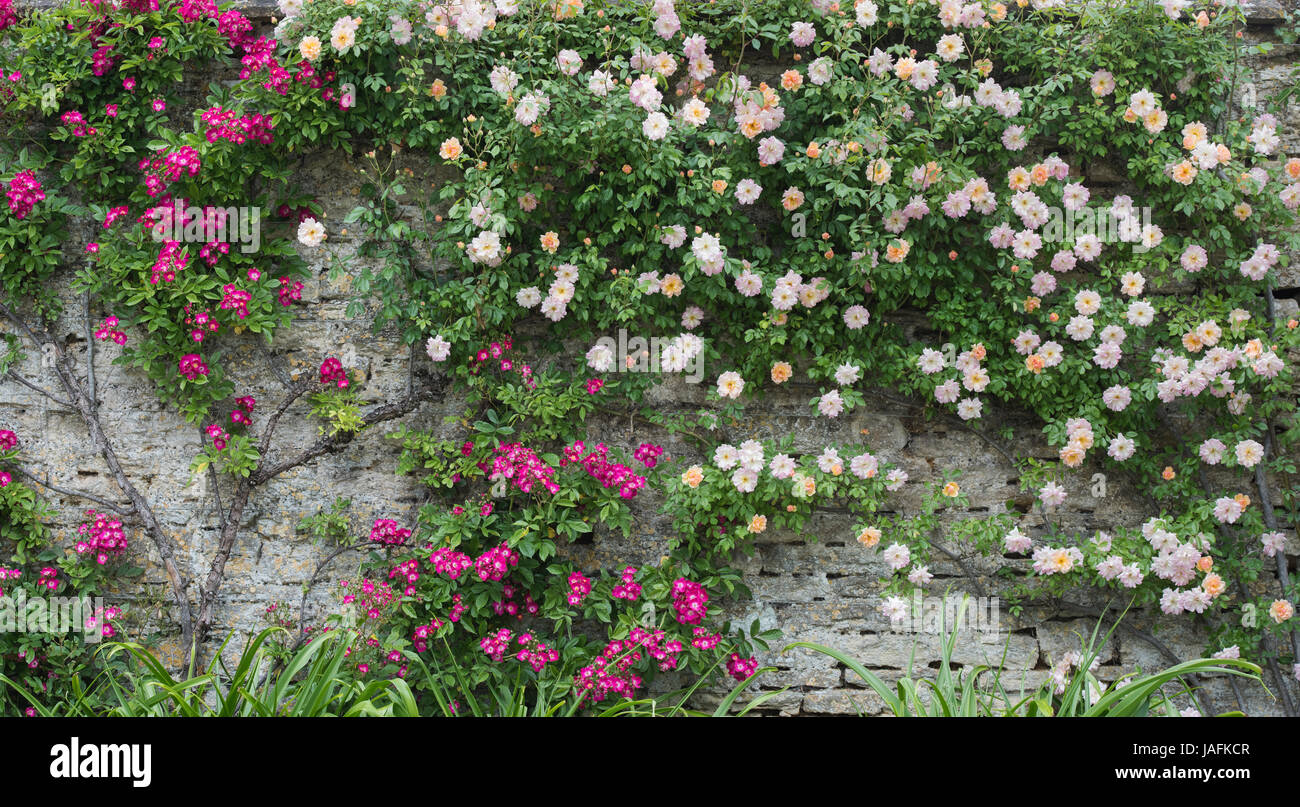 Rosa Gallica var. Officialis. Alte rot-Damaszener-Rose und einem englischen Klettern stieg gegen eine Steinmauer Rousham Haus Gardens, Oxfordshire, Vereinigtes Königreich. Stockfoto