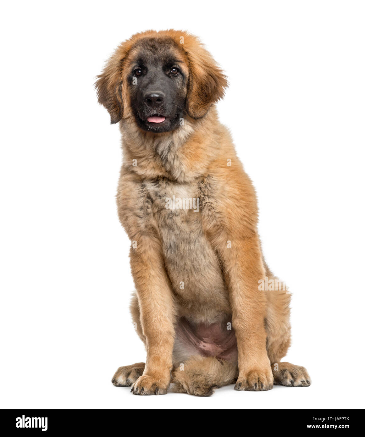 Leonberger Welpen sitzen, 4 Monate alte, isoliert auf weißem Stockfoto