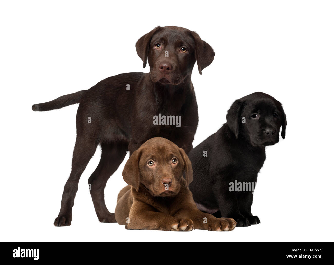 Labrador und Welpen, isoliert auf weißem Stockfoto