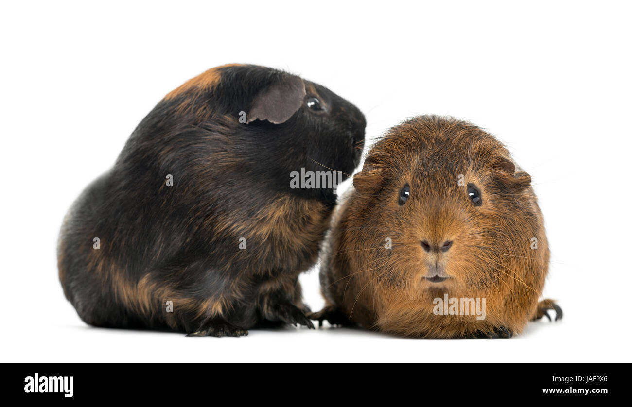 Zwei Meerschweinchen, isoliert auf weißem Stockfoto