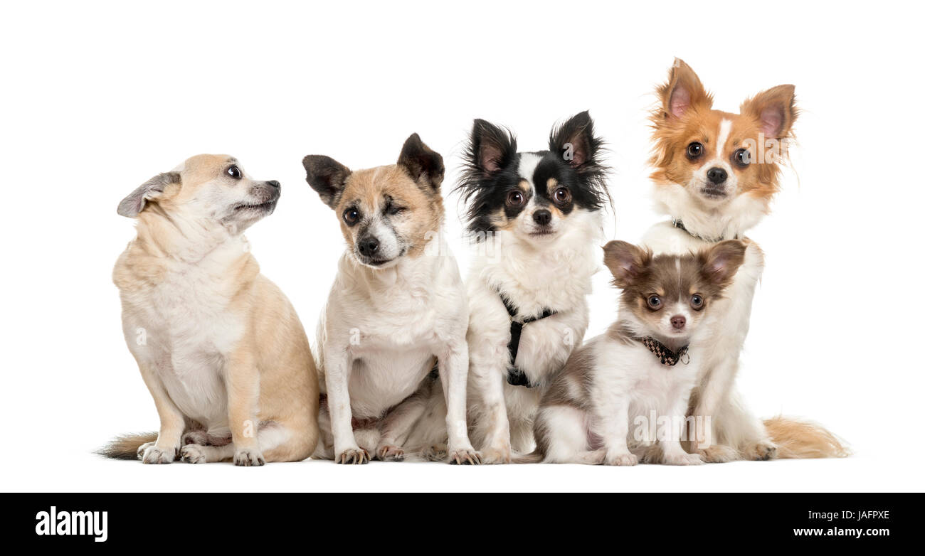 Gruppe von Chihuahua sitzen, isoliert auf weiss Stockfoto