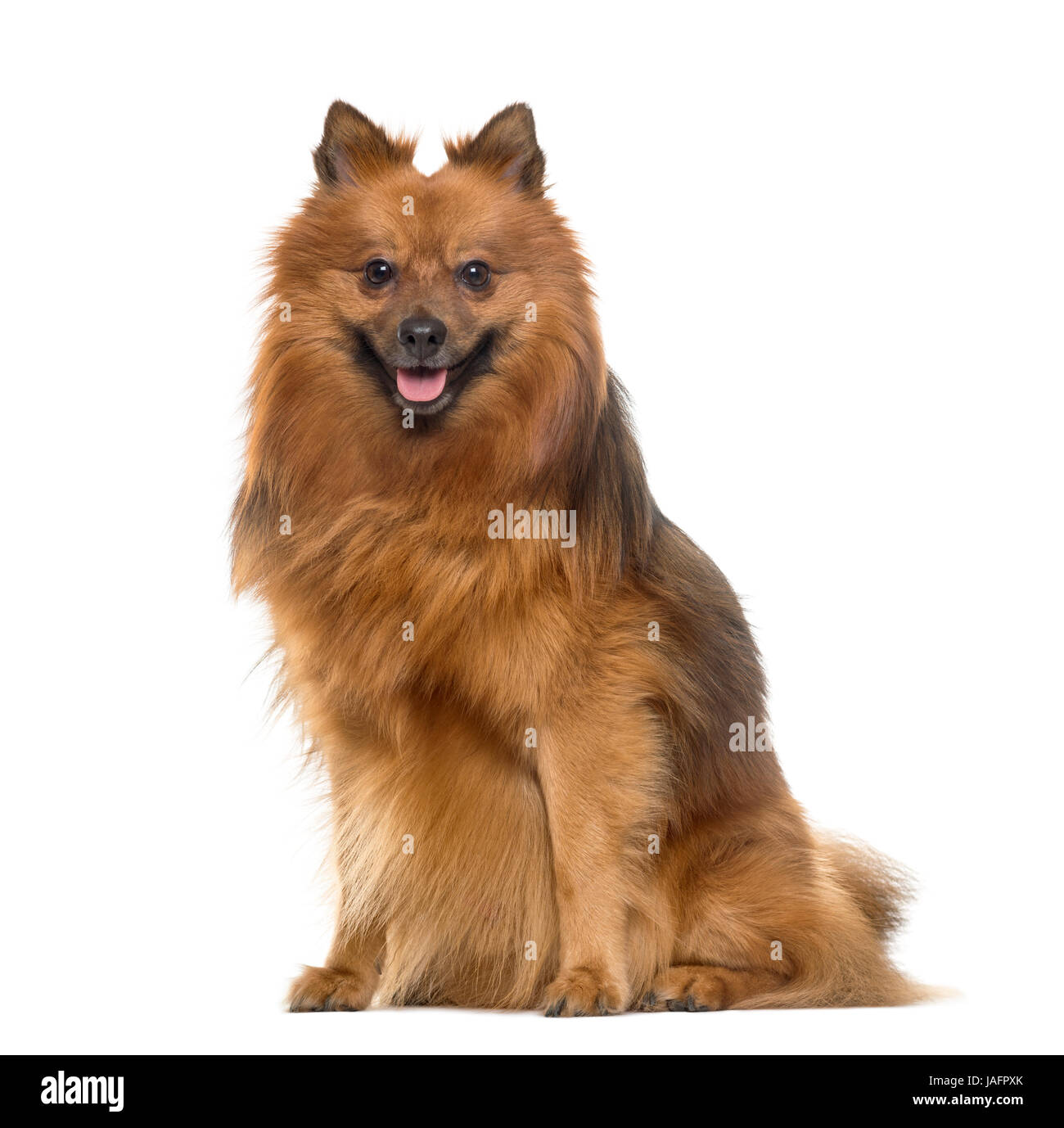 Pomeranian sitzen und keuchend, isoliert auf weißem Stockfoto