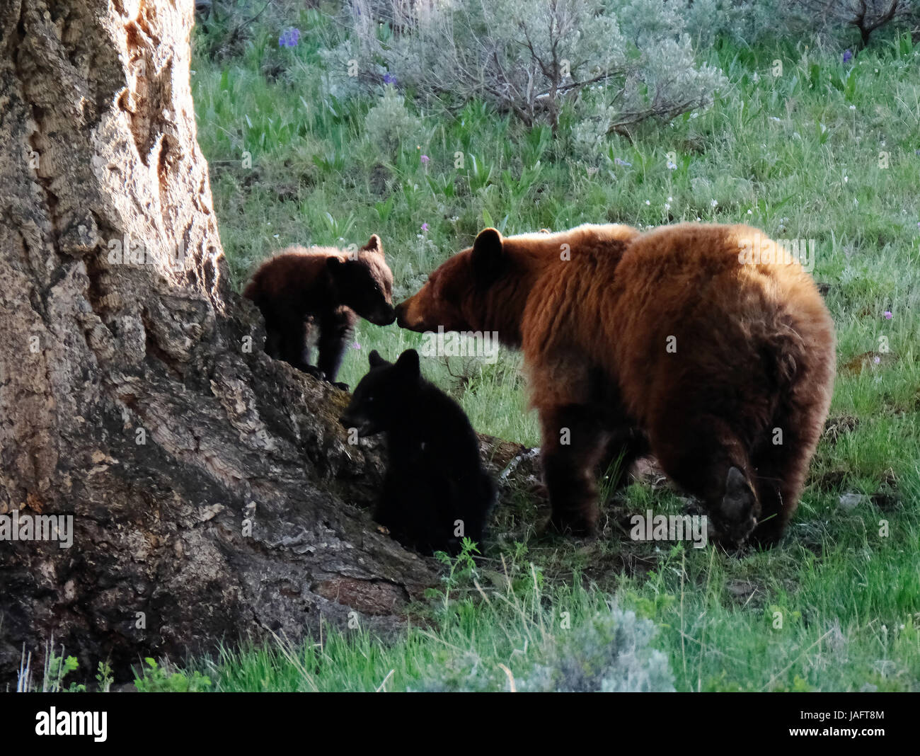 Amerikanische Schwarzbär-Sau (Ursus americanus) mit Jungen im Yellowstone-Nationalpark, Wyoming, USA. Stockfoto