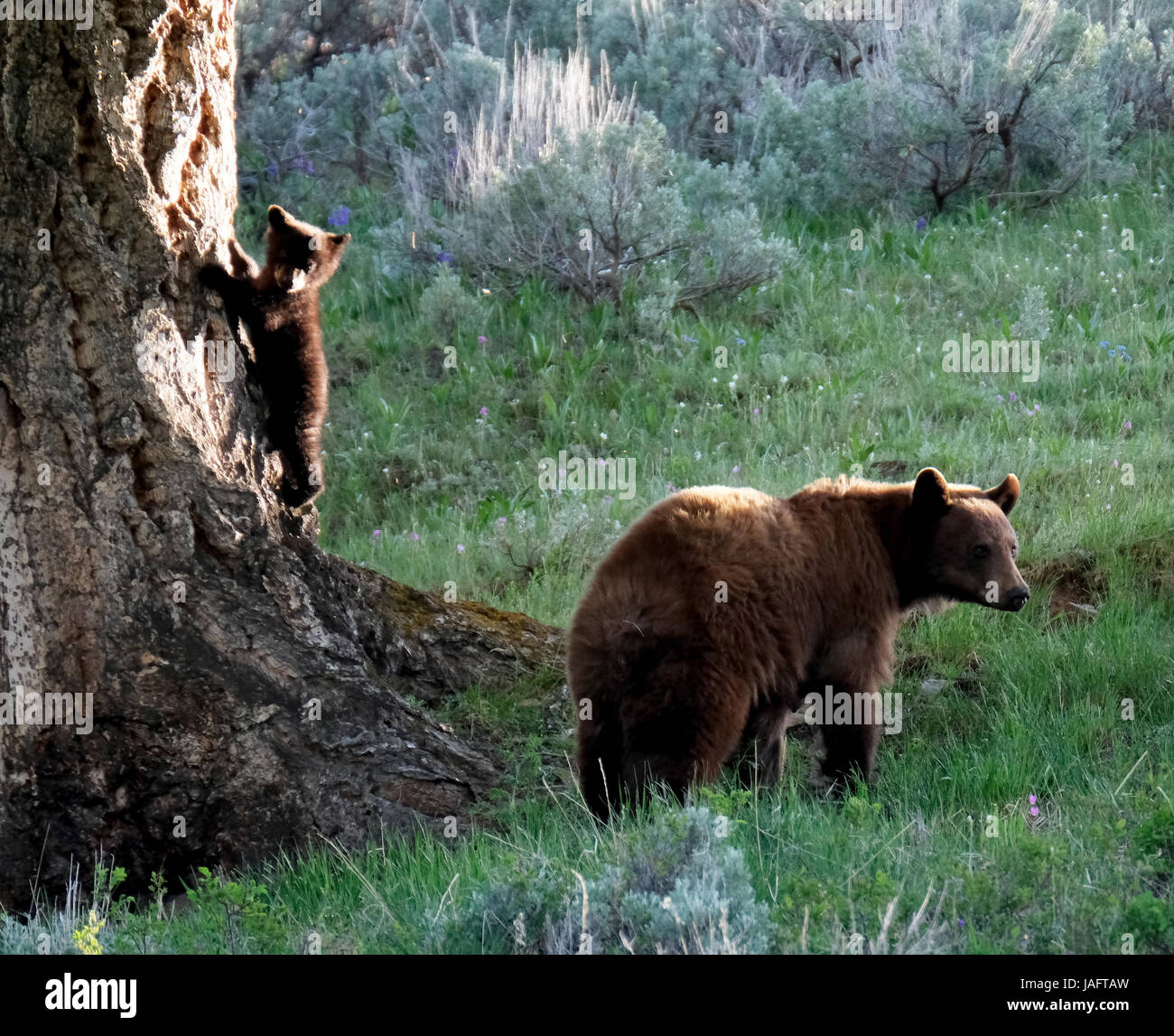 Amerikanische Schwarzbär-Sau (Ursus americanus) mit Jungen im Yellowstone-Nationalpark, Wyoming, USA. Stockfoto