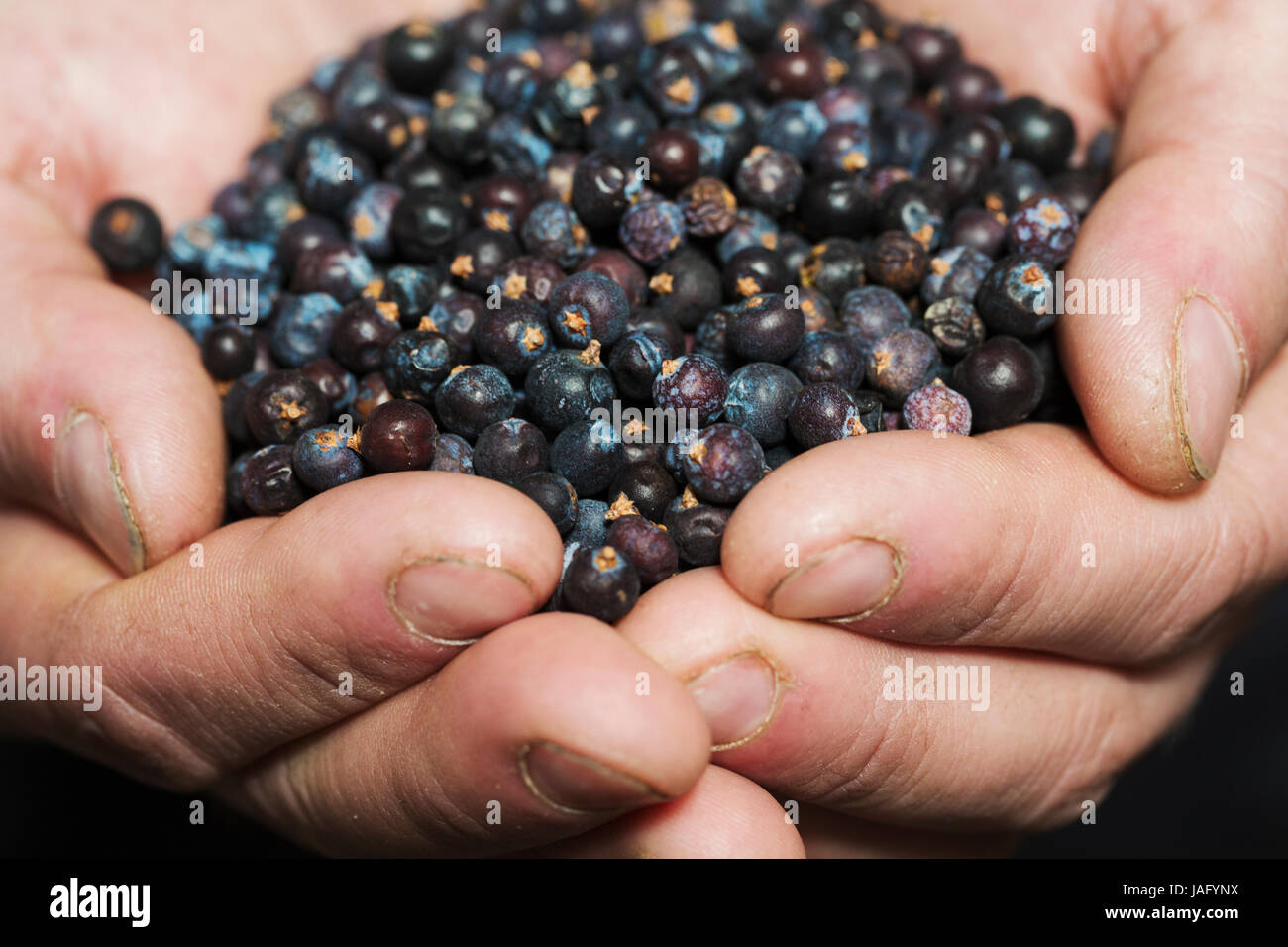 Nahaufnahme von Menschenhand mit Wacholderbeeren verwendet Craft Biere. Stockfoto