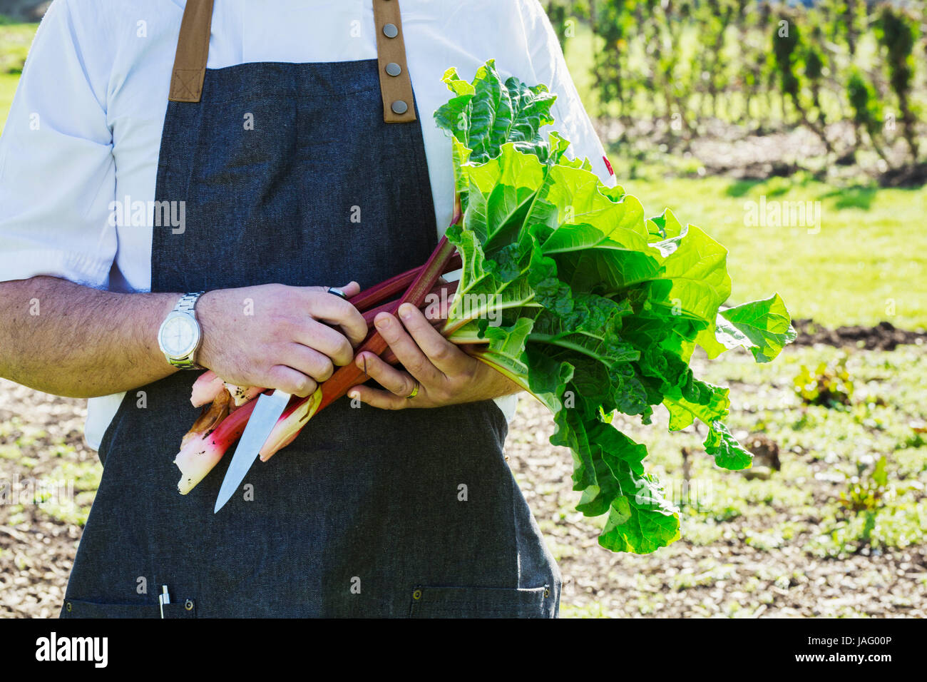 Mann trägt eine Schürze, die Ernte von frischen Rhabarber in einem Garten. Stockfoto