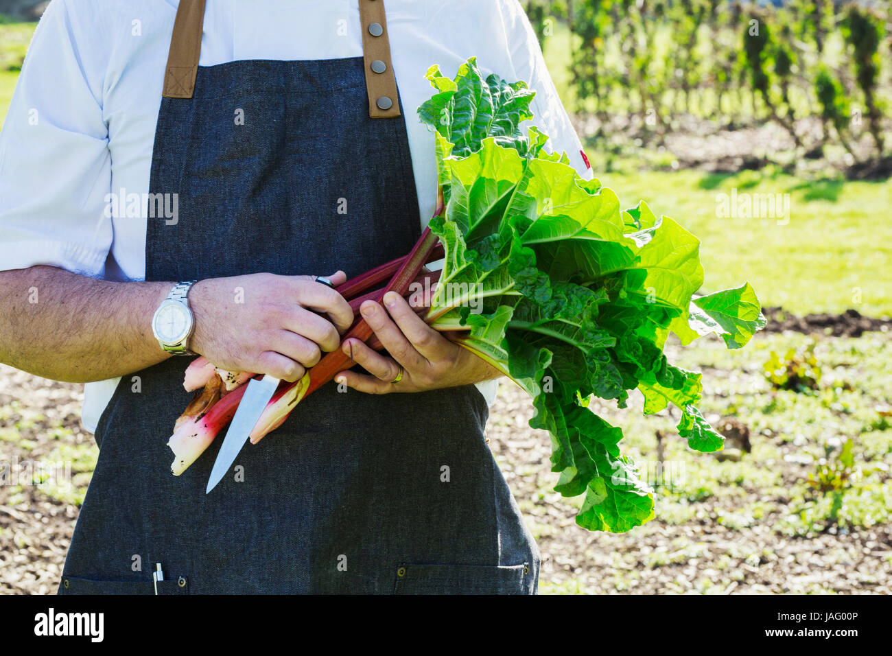 Mann trägt eine Schürze, die Ernte von frischen Rhabarber in einem Garten. Stockfoto