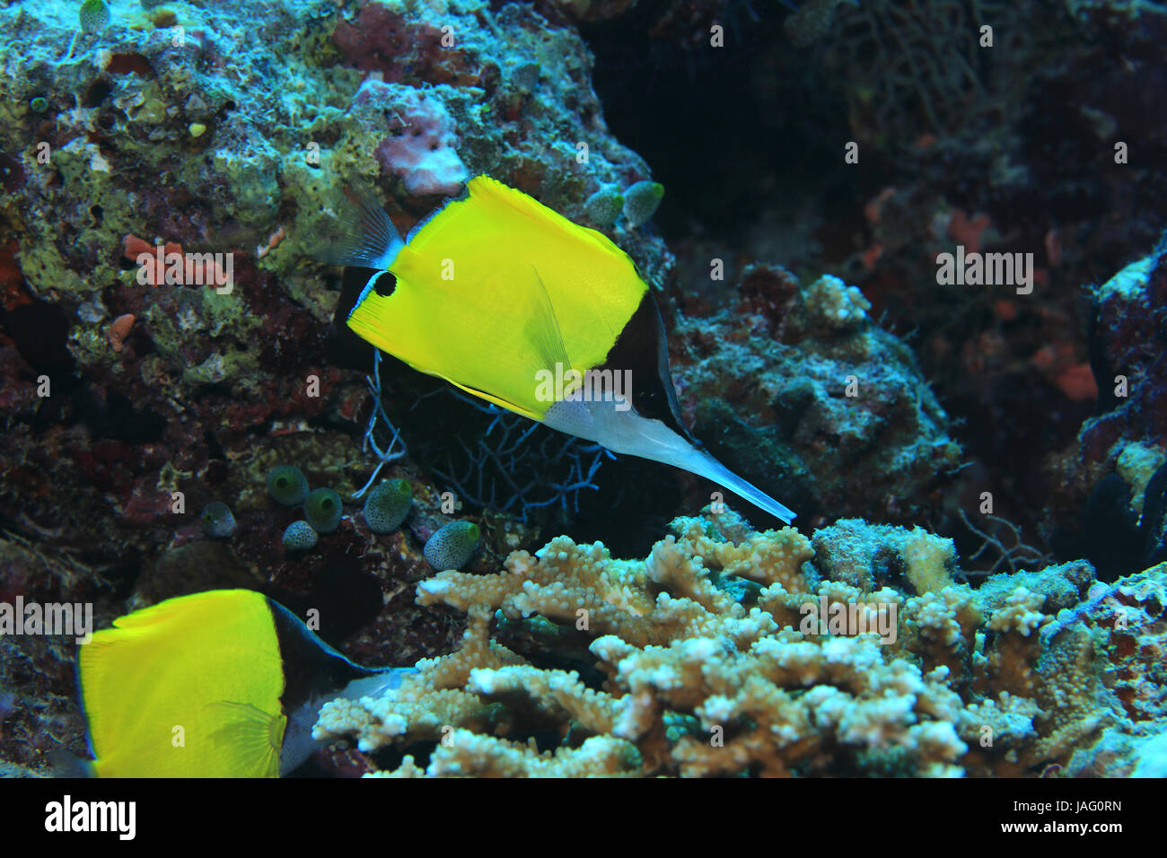Longnose Butterflyfish (Forcipiger Longirostris) im tropischen Korallenriff Unterwasser Stockfoto