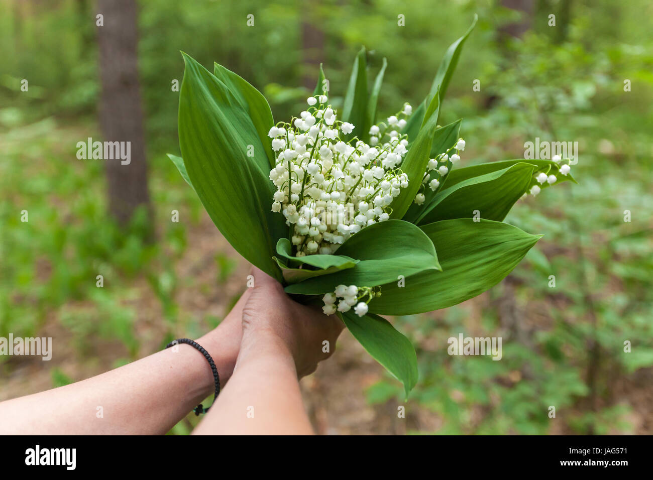eine Mädchen nimmt Blumen Maiglöckchen im Feld Strauß aus den Farben der Maiglöckchen Stockfotografie