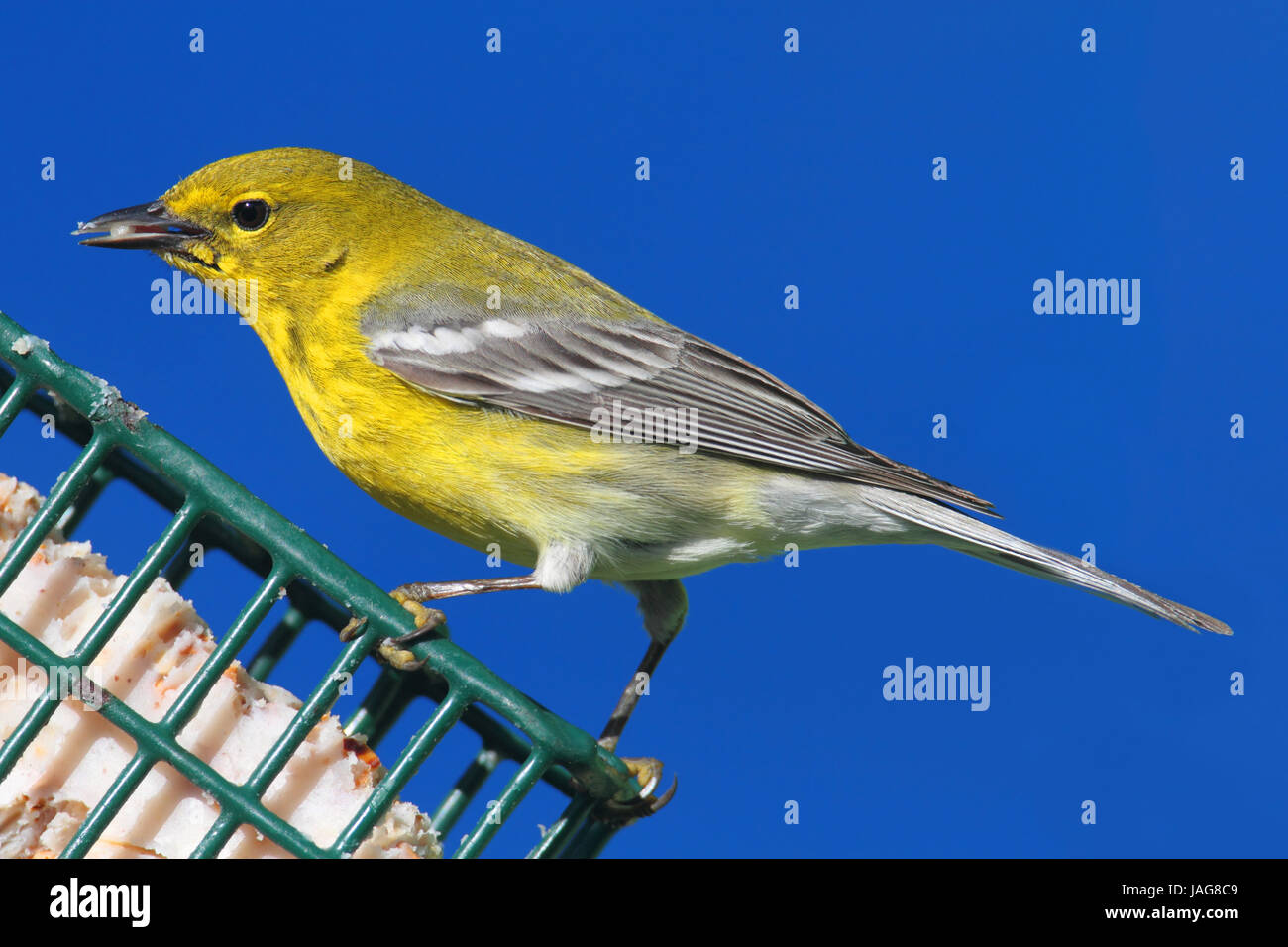 Kiefer-Grasmücke (Dendroica Setophaga Pinus) auf einen Zubringer im zeitigen Frühjahr Stockfoto