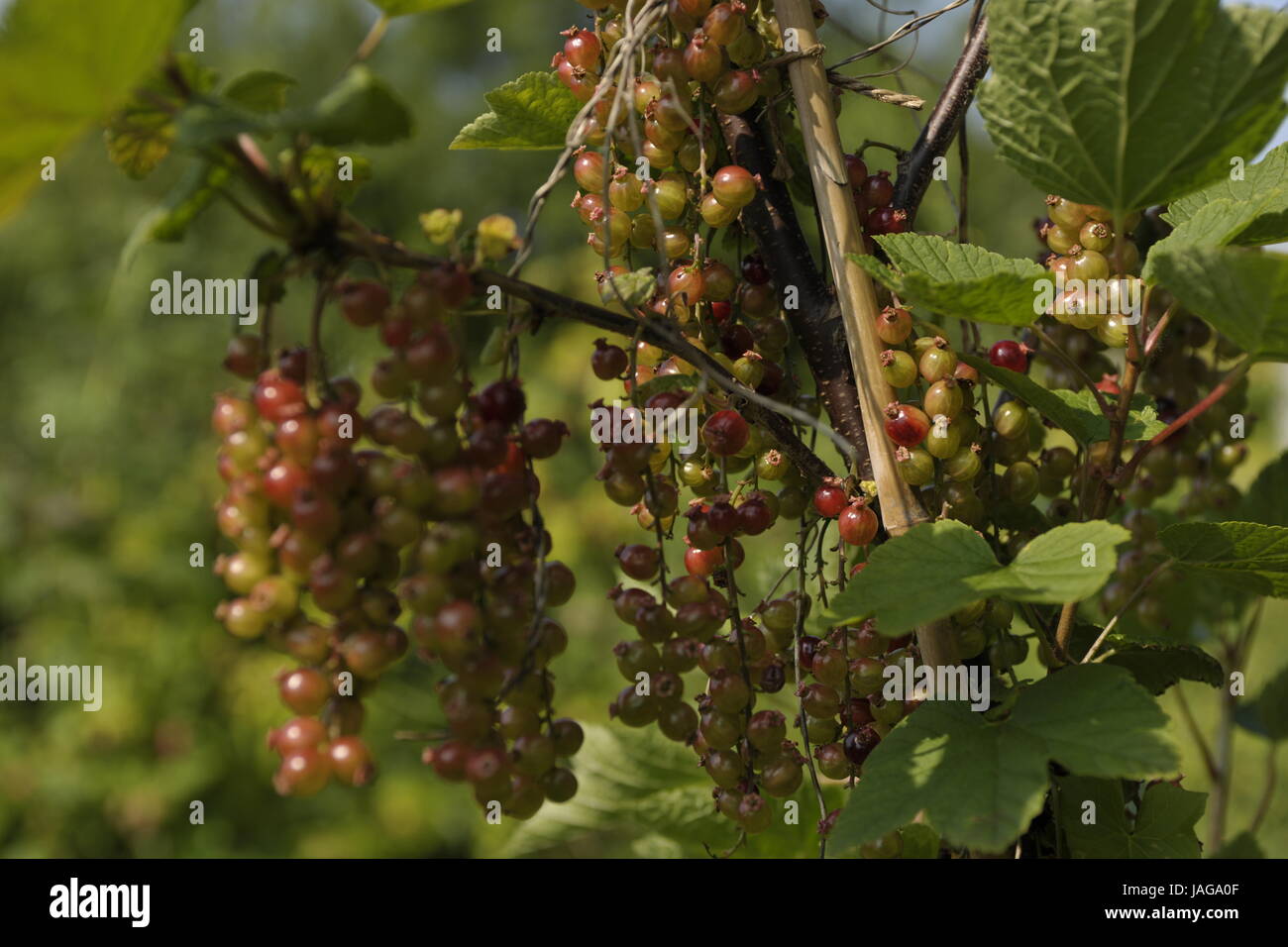 Reben im Weinberg Stockfoto