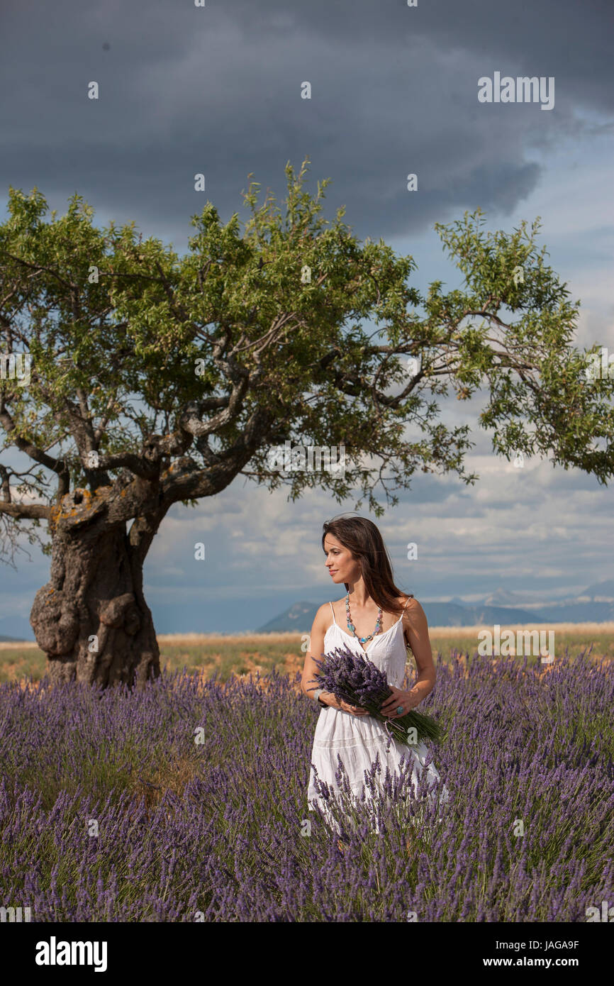 Junge Frau in einem Lavendelfeld in der Provence, Südfrankreich. Stockfoto