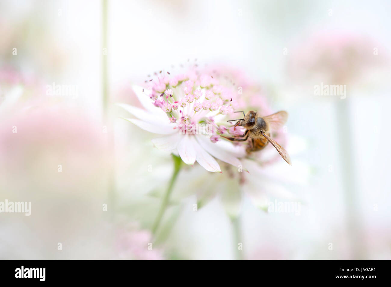 Nahaufnahme Bild einer Honig Biene Bestäubung eine Sommerblume Astrantia rosa auch bekannt als Meisterwurz. & Fauna Flora Konzepte Stockfoto