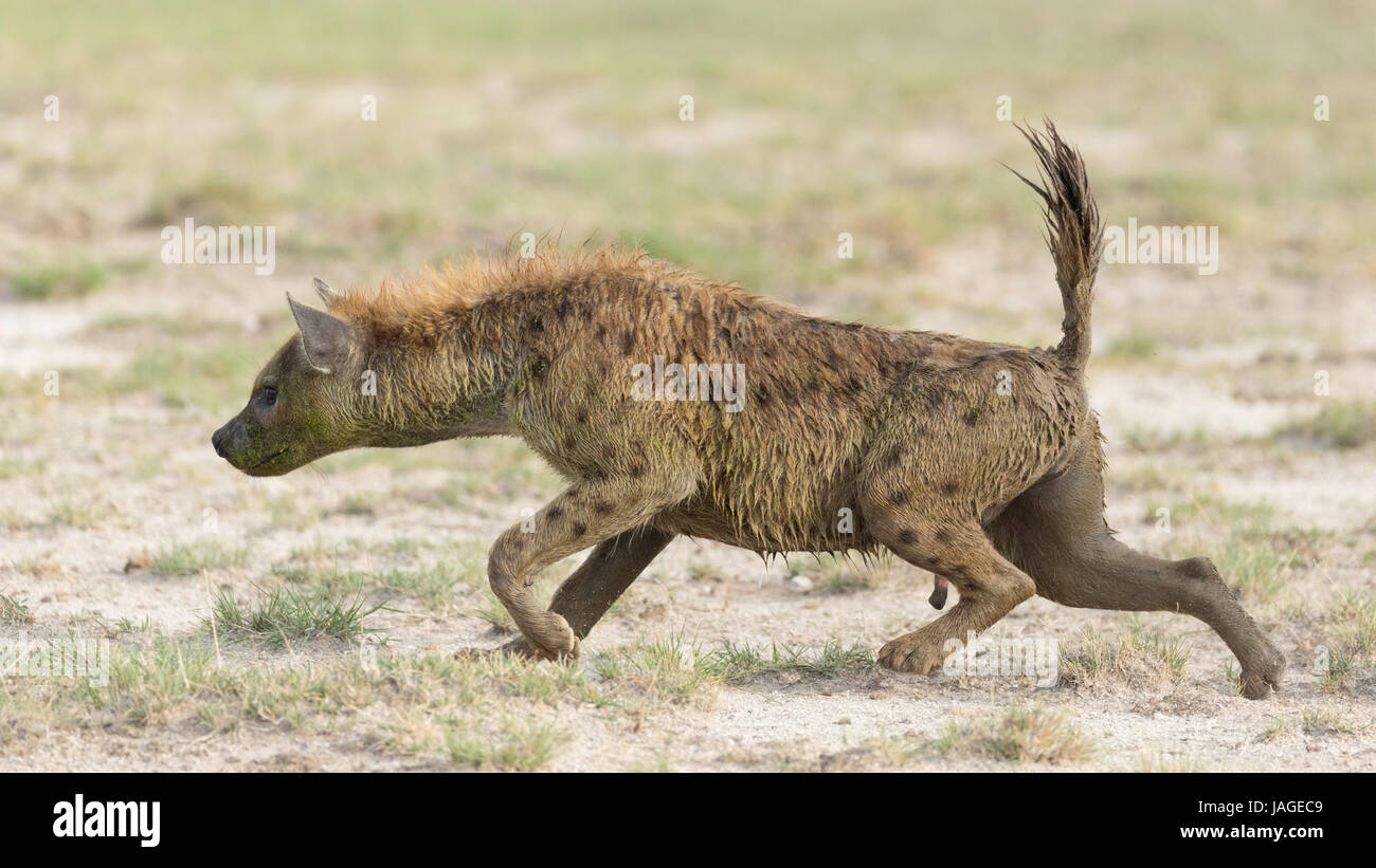 Gefleckte zerbeissen anzeigen aufgeregt Verhalten, Amboseli Nationalpark, Kenia Stockfoto