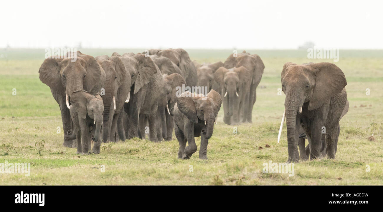 Eine große Herde Afrikanischer Elefanten im Kenias Amboseli Nationalpark Stockfoto