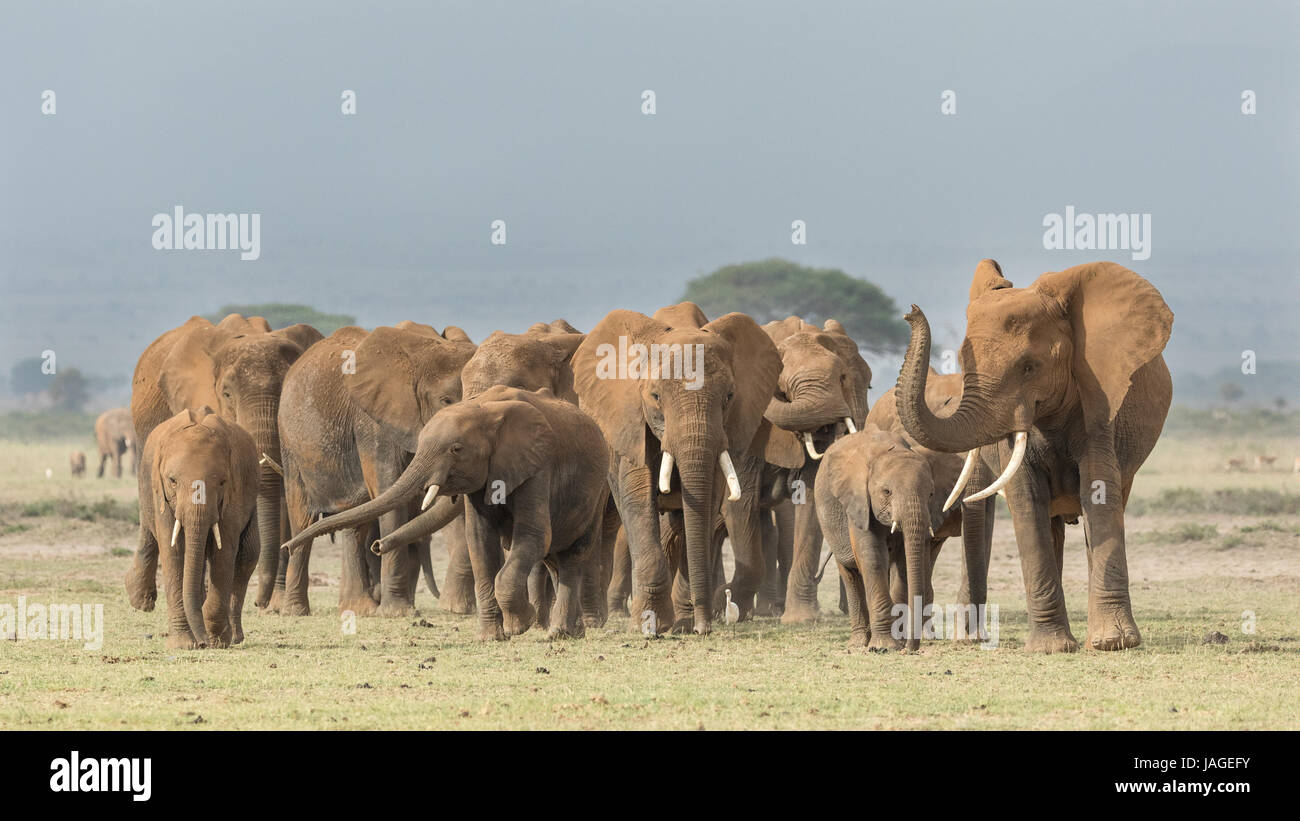 Eine große Herde Afrikanischer Elefanten überquert offenen Boden im Kenias Amboseli Nationalpark Stockfoto
