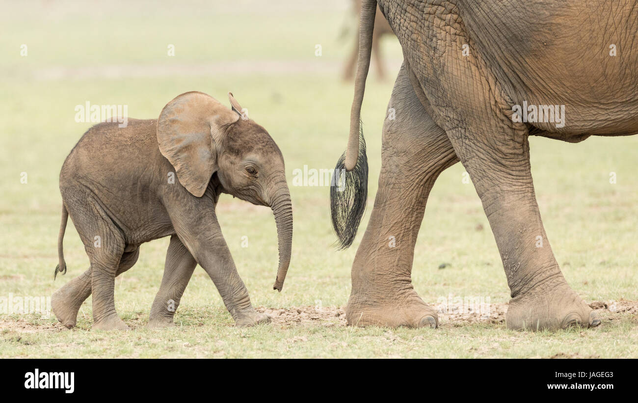 Afrikanische Elefantenbaby nach seiner Mutter in Kenias Amboseli-Nationalpark Stockfoto